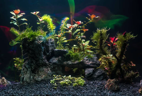 Long exposure photo of aquarium with plants. — Stock Photo, Image