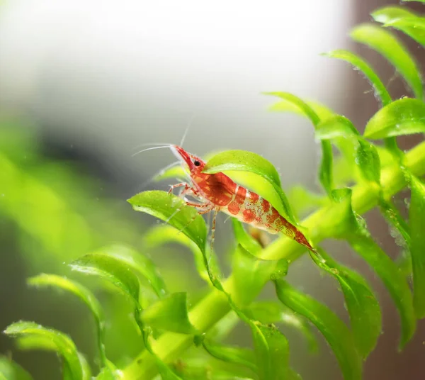 Freshwater shrimp in freshwater aquarium. Neocaridina davidi or Rili shrimp. — Stock Photo, Image