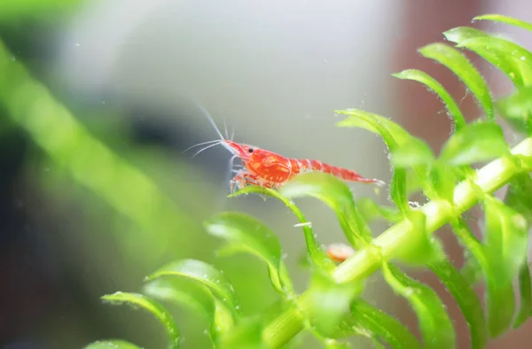 Camarones de agua dulce en acuario de agua dulce. Neocaridina davidi o camarones Rili . — Foto de Stock