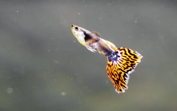 Guppy em aquário de água doce. Poecilia reticulata . — Fotografia de Stock