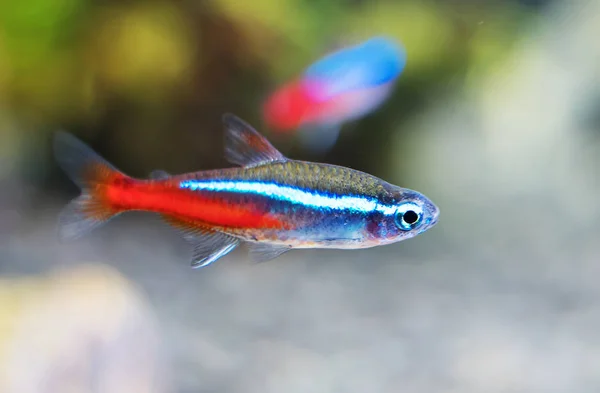 Neon tetra in freshwater aquarium. Paracheirodon innesi. — Stock Photo, Image