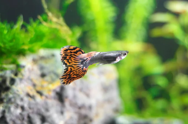 Guppys in zoetwater aquarium. Poecilia reticulata. — Stockfoto