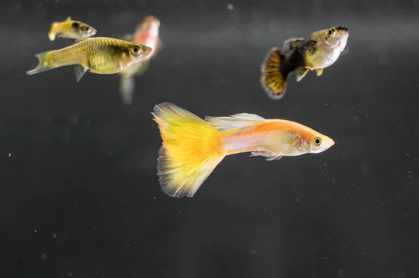 Guppys en acuario de agua dulce. Poecilia reticulata . — Foto de Stock