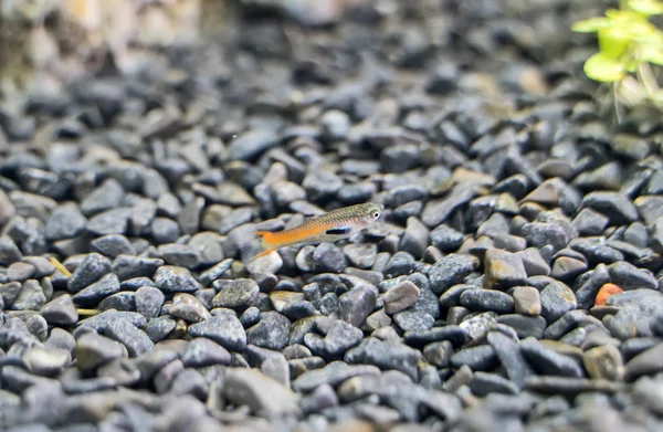 Гуппи Эндлер в пресноводном аквариуме. Poecilia reticulata . — стоковое фото