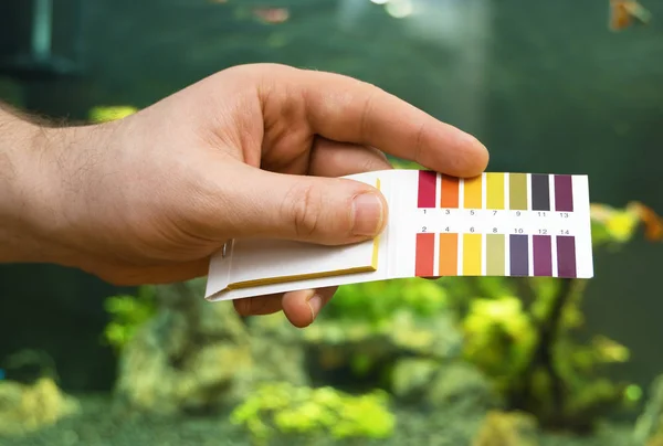 Male hand holding PH tests in front of freshwater aquarium. — Stock Photo, Image