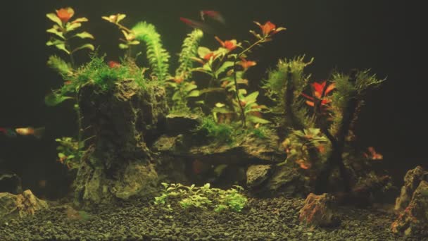 Video Van Aquarium Met Planten Bij Avond — Stockvideo