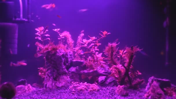 Video Aquarium Changing Lights Night — Stock Video