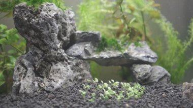 Sadece aquascape yeni akvaryum başlattı.