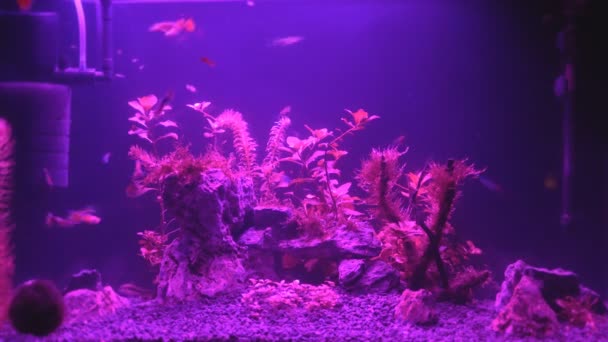 Video Van Aquarium Met Wisselende Lichten Nachts — Stockvideo