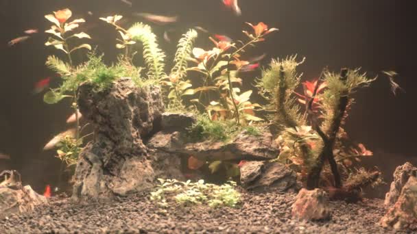 Video Van Aquarium Met Wisselende Lichten Nachts — Stockvideo