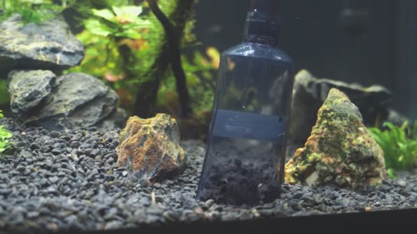 水族馆中的虹吸砾石清洁工具 — 图库视频影像