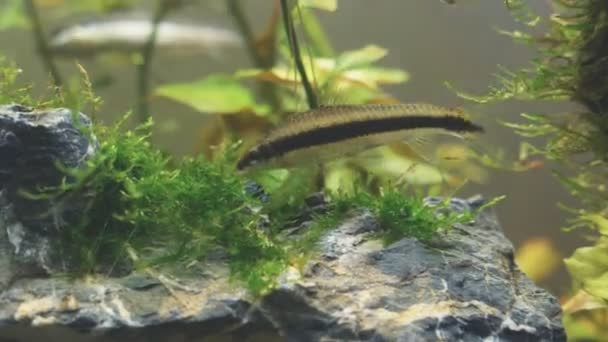 Comedor Algas Siamesas Acuario Agua Dulce Crossocheilus Oblongus — Vídeo de stock