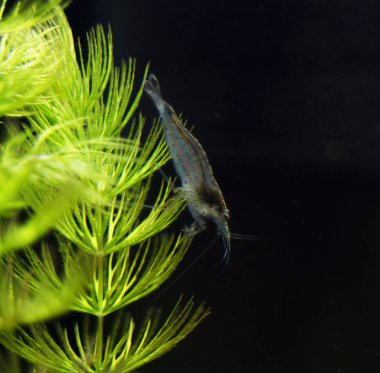 Tatlı su Amano karides görünümünü yakın çekim. Caridina multidentata.