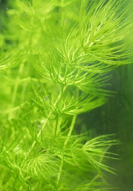 Close-up view of Freshwater Plant. Ceratophyllum demersum. clipart