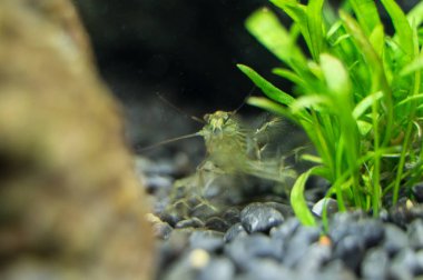 Tatlı su bambu karides görünümünü yakın çekim. Atyopsis moluccensis.