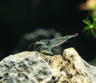 Tatlı su Amano karides görünümünü yakın çekim. Caridina multidentata.