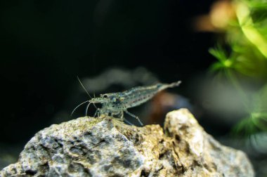 Tatlı su Amano karides görünümünü yakın çekim. Caridina multidentata.