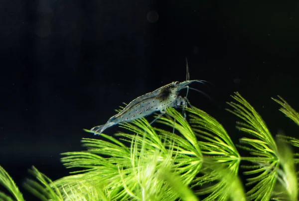 Nahaufnahme von Süßwasser-Amano-Garnelen. Mehrzahnschnecke. — Stockfoto