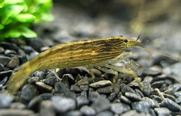 Close-up beeld van zoetwater garnalen van de bamboe. Atyopsis moluccensis. — Stockfoto