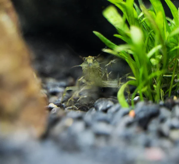 Close-up beeld van zoetwater garnalen van de bamboe. Atyopsis moluccensis. — Stockfoto