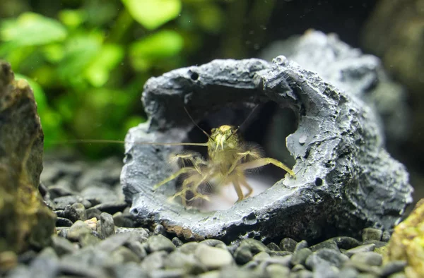 Close-up beeld van zoetwater garnalen van de bamboe. Atyopsis moluccensis. — Stockfoto