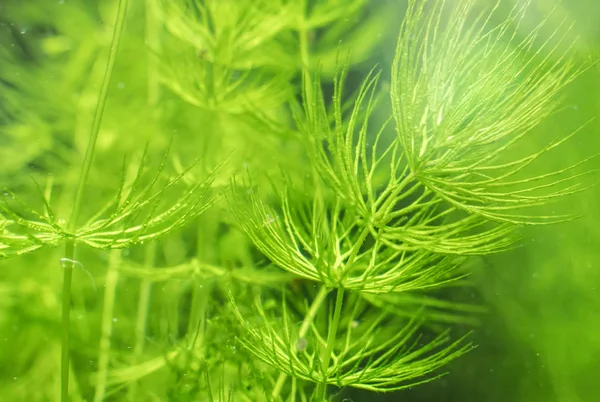 淡水植物的特写视图。. — 图库照片