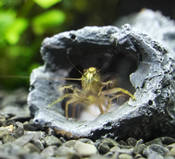 Vista de cerca de los camarones de bambú de agua dulce. Moluccensis por atiopsis . — Foto de Stock