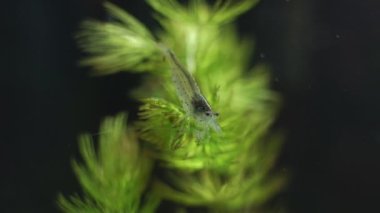 Tatlı su Amano karides görünümünü yakın çekim. Caridina multidentata.