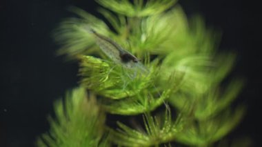 Tatlı su Amano karides görünümünü yakın çekim. Caridina multidentata.