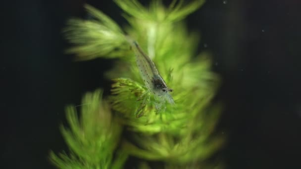 Крупный План Пресноводной Амано Креветки Caridina Multifallata — стоковое видео