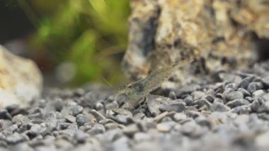 Tatlı su Amano karides görünümünü yakın çekim. Caridina multidentata.