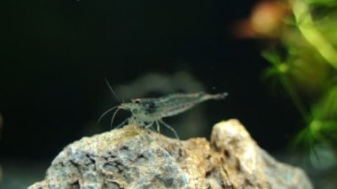 Tatlı su Amano karides görünümünü yakın çekim. Caridina multidentata.