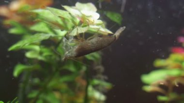 Tatlı su bambu karides görünümünü yakın çekim. Atyopsis moluccensis.