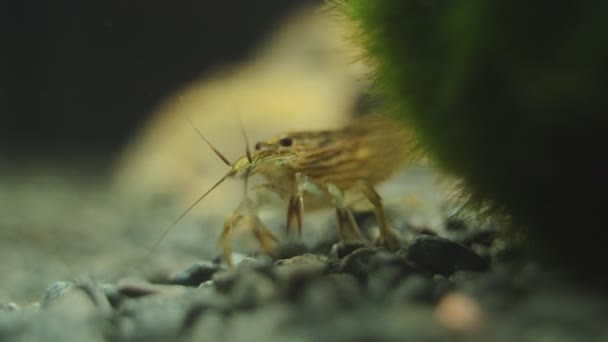 Vista Cerca Los Camarones Bambú Agua Dulce Moluccensis Por Atiopsis — Vídeos de Stock