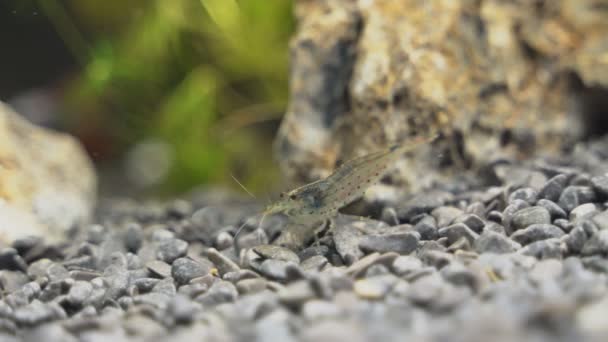 Vista Perto Camarão Água Doce Amano Caridina Multidentata — Vídeo de Stock