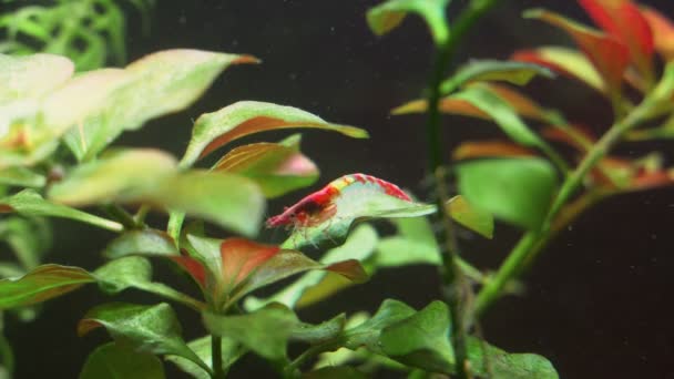 Close View Freshwater Red Shrimp Neocaridina Davidi — Stock Video