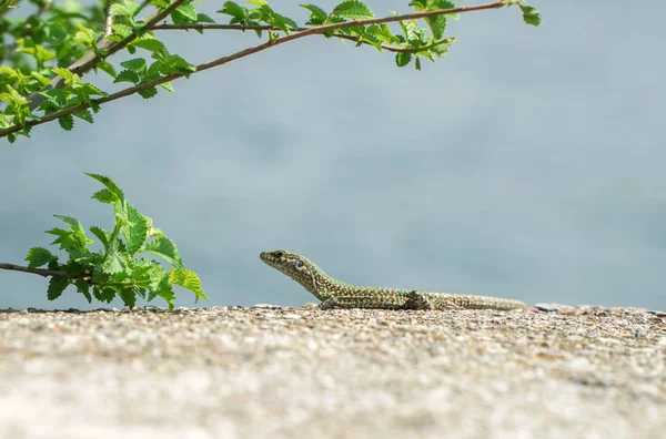 Die kleine Eidechse sonnt sich in der Sonne. — Stockfoto