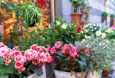 Çiçekçi dükkanıönünde birçok farklı çiçek.