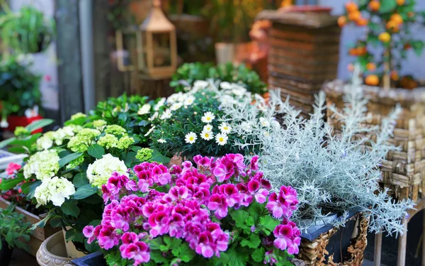 Många olika blommor framför blomsteraffären. — Stockfoto