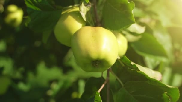 Jablka na stromě za slunného letního dne. — Stock video