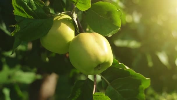 Äpfel am Baum an einem sonnigen Sommertag. — Stockvideo