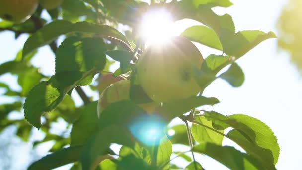 Äpfel am Baum an einem sonnigen Sommertag. — Stockvideo