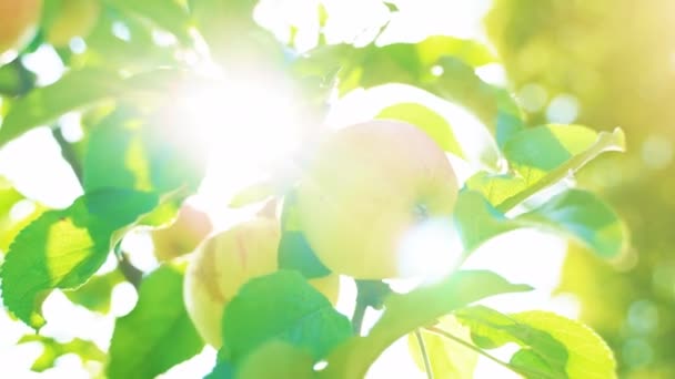 Apples on a tree in sunny summer day. — Stock Video