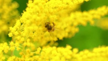 Sarı çiçek üzerinde arı nın daha yakından görünümü.