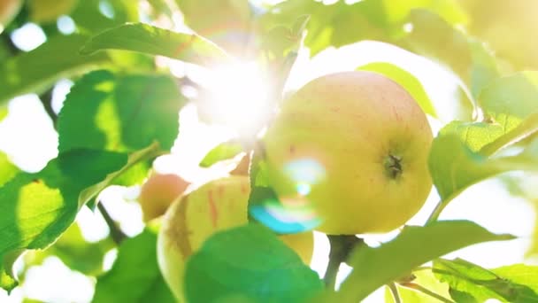 Apples on a tree in sunny summer day. — Stock Video