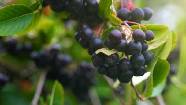 Schwarze Apfelbeere auf dem Baum an Sommertagen. sorbaronia mitschurinii. — Stockvideo