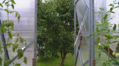 Domatesli cam sera. Kamera geriye doğru hareket eder.