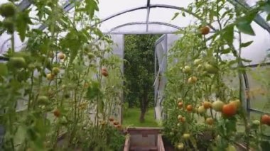 Domatesli cam sera. Kamera hareket eder.