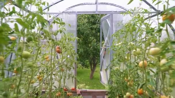 Glass greenhouse with tomatoes. Camera moves along. — Stock Video