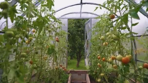 Glasgewächshaus mit Tomaten. Kamera fährt mit. — Stockvideo